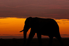 african elephant at sunset
