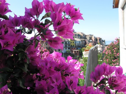 flowers, Cinque Terre, Italy