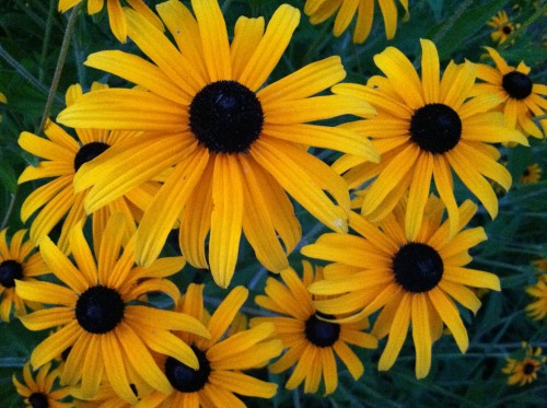 In the number and arrangement of petals: Black-eyed Susans in the garden