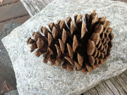 In the natural order of things: pinecone