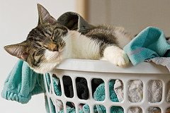 kitten in laundry basket
