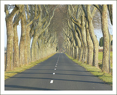 Road lined with bare trees