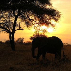 elephant at sunset, Tanzania