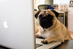 pug at computer