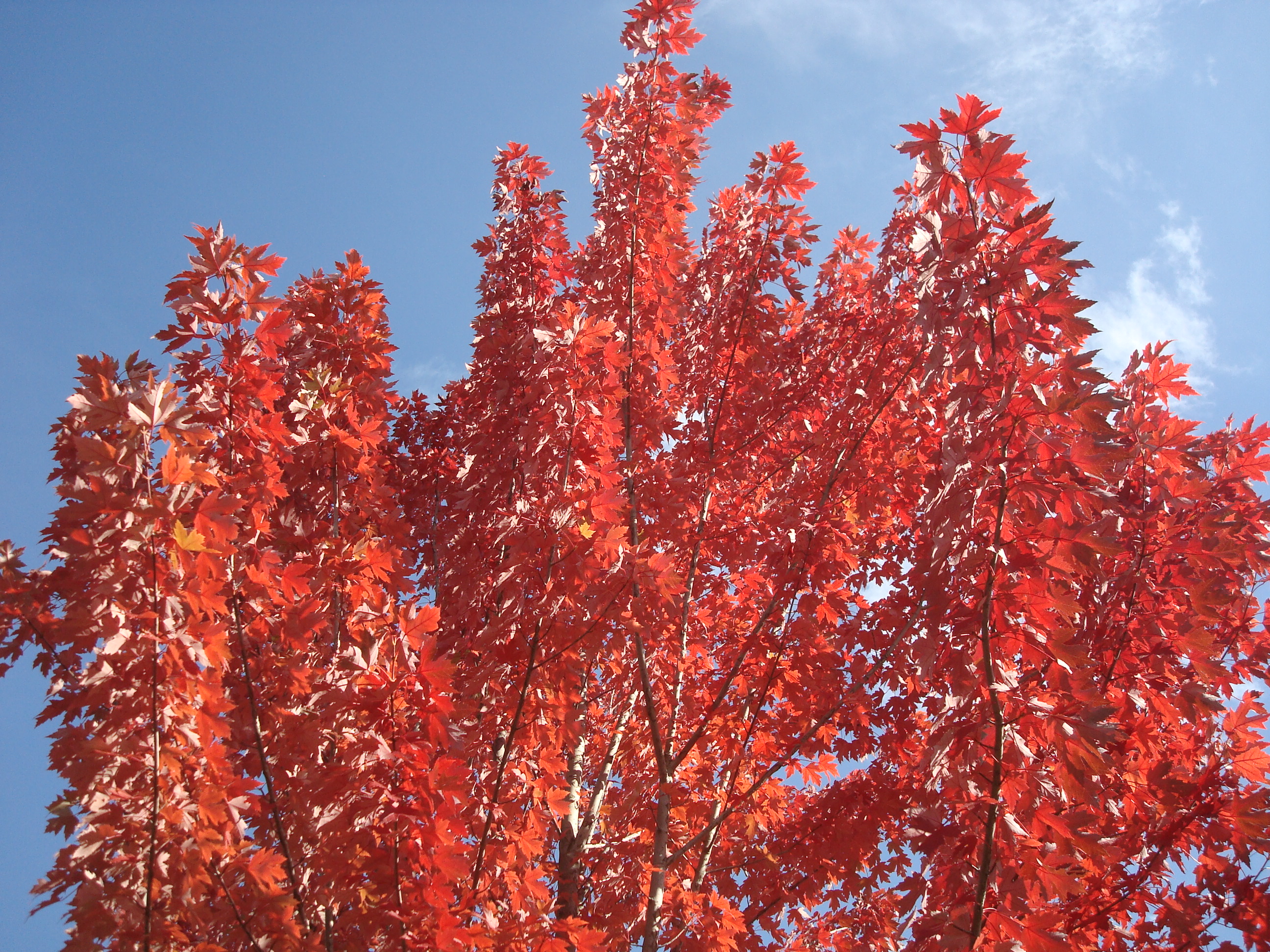 Autumn's bright red leaves