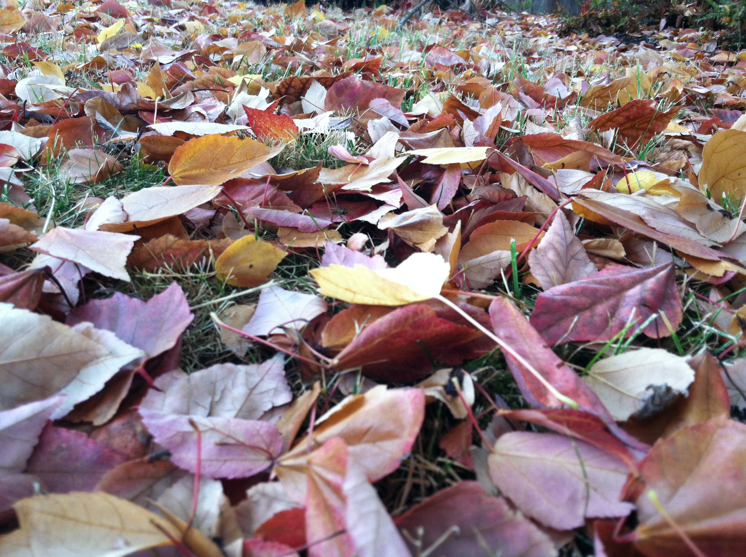 crunchy leaves underfoot